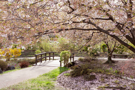 春天 开花 粉红色 自然 樱桃 繁荣的 日本 日本人 乡村