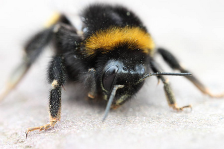 特写镜头 蜜蜂 坦率地 大黄蜂 缺陷 花粉 蜂蜜 昆虫 颜色