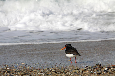 海滩 自然 水禽 白种人 海岸 动物 海洋 喷气式飞机 海滨