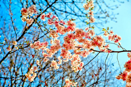 粉红色 植物 自然 花园 分支 公园 开花 樱桃 春天