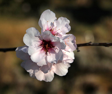 杏仁 花园 植物学 夏天 美丽的 粉红色 季节 日本人 花瓣