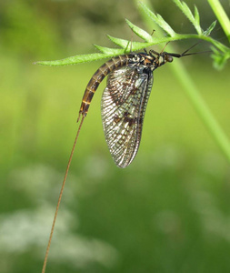 生物学 蜻蜓 动物群 昆虫学 昆虫 环境 春天 野生动物