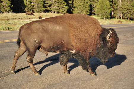 街道 美国 野生动物 野牛 风景 乡村 沥青 公路 水牛
