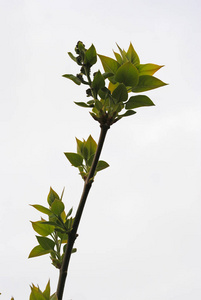 自然 灌木 美丽的 特写镜头 软的 夏天 季节 丁香花 花的