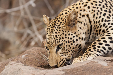 猎豹 自然 动物群 毛茸茸的 食肉动物 植物区系 猫科动物