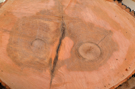 森林 木材 木柴 伐木工人 硬木 林业 塑造 力量 静脉