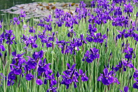 开花 植物 紫色 花束 花的 花园 春天 花瓣 美丽的 园艺