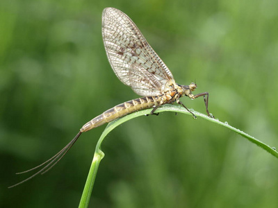 特写镜头 昆虫 植物 美女 动物 缺陷 翅膀 夏天 草地