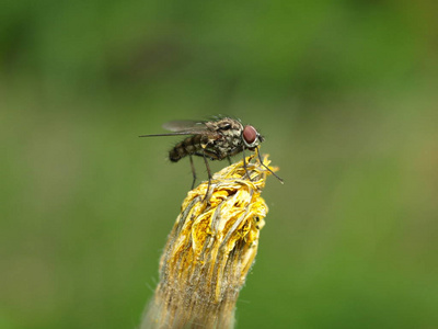 苍蝇 美丽的 昆虫 野生动物 动物 植物 夏天 生物学 缺陷