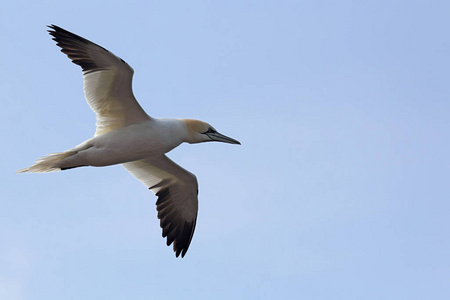 海洋 苍蝇 航班 野生动物 水禽 塘鹅 自然 欧洲 飞行