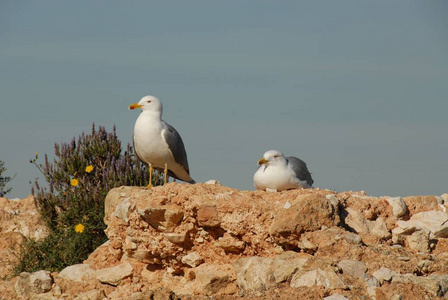 海鸥 美丽的 自然 海滩 岩石 夏天 动物群 西班牙 野生动物