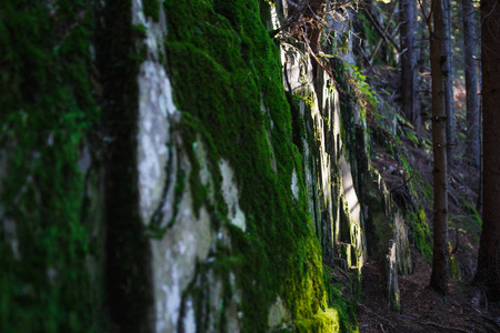 森林 地面 混凝土 花岗岩 树叶 植物 生长 材料 破裂