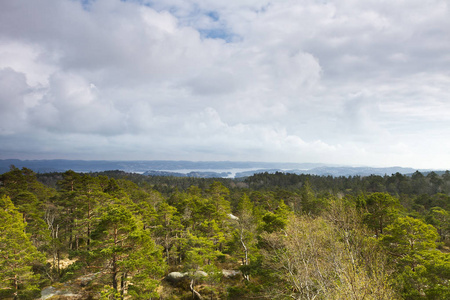 森林 自然 风景 针叶树 假期 假日 田园风格 乡村 外部