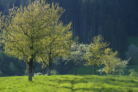 风景 开花 繁荣 德国 自然 樱桃 乡村 春季 春天 繁荣的
