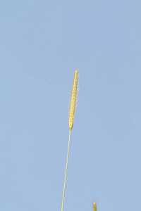 天空 食物 领域 玉米 夏天 特写镜头 环境 自然 小麦