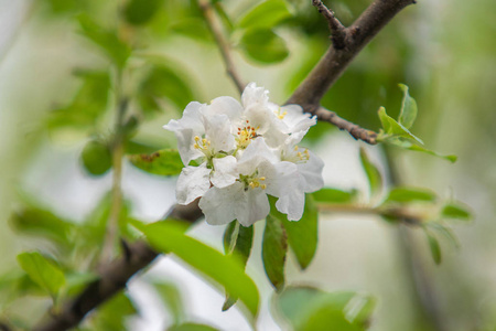 开花 生长 特写镜头 美女 春天 自然 植物 苹果 花瓣