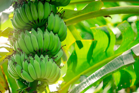 Banana tree with bunch of raw green bananas and banana green lea