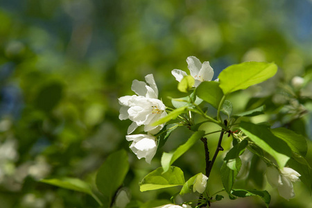 花园 分支 天空 园艺 植物区系 特写镜头 生长 季节 颜色