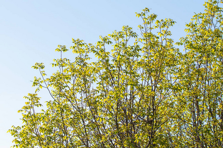 季节 树叶 太阳 自然 风景 生长 木材 王冠 夏天 植物