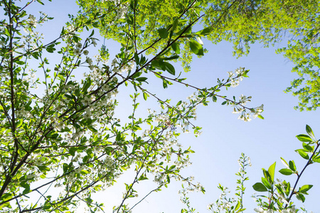 季节 阳光 公园 美女 水果 植物区系 果园 夏天 分支