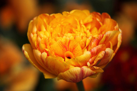 美丽的 植物区系 自然 花的 园丁 郁金香 美女 花束 春天