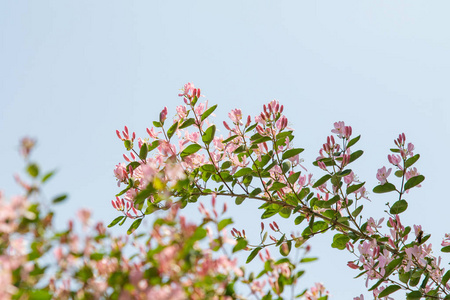 森林 天空 分支 木材 桦木 王冠 春天 太阳 生长 植物