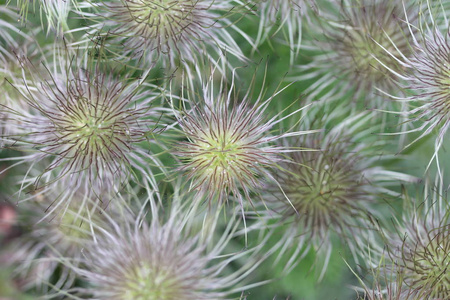 五颜六色 美丽的 繁荣 花园 德国 美极了 花儿 植物 公园