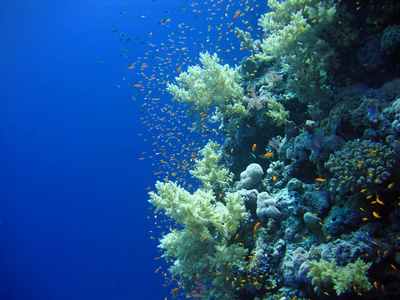 深的 水肺 海的 暗礁 水下 运动 海底 环境 软的 野生动物