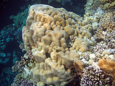 自然 生物学 珊瑚 潜水员 海景 海洋 野生动物 环境 水下