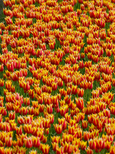 荷兰 花儿 郁金香 自然 浪漫的 繁荣的 花园 美丽的 花的