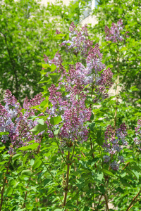 植物学 灌木 自然 紫丁香 分支 夏天 开花 美丽的 粉红色