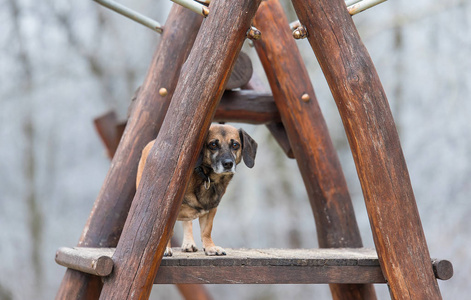 坐在木制攀爬架上的混合狗