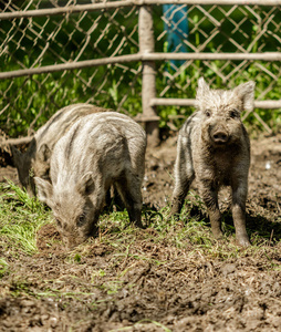 小猪 公园 动物 哺乳动物 宝贝 野猪 毛皮 肖像 可爱的