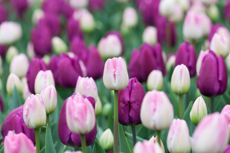 紫色 花坛 自然 植物区系 粉红色 春天 季节 植物 郁金香