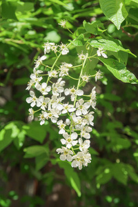 美女 阳光 分支 天空 花瓣 植物 自然 盛开 开花 春天