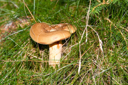 草坪 森林 草地 光秃秃的 蘑菇 真菌 自然 巴尔德