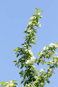 苹果 水果 盛开 开花 植物 樱桃 植物区系 花园 花的