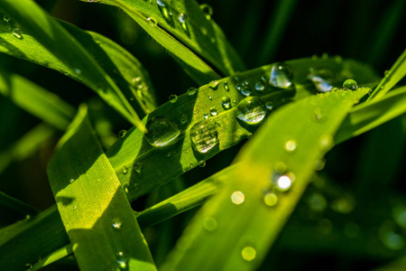 早晨 纯洁 植物区系 露水 生长 颜色 春天 植物 雨滴