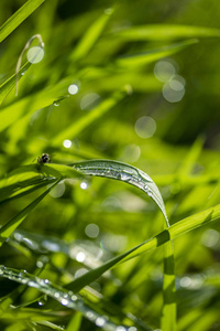 液滴 春天 环境 树叶 生长 纯洁 太阳 模糊 花园 植物区系