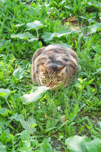 基蒂 自然 毛茸茸的 肖像 可爱的 外部 宠物 猫科动物