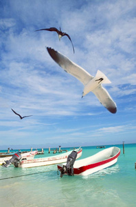 假日 加勒比 海鸥 海滩 自然 热带 墨西哥人 波动 旅游业
