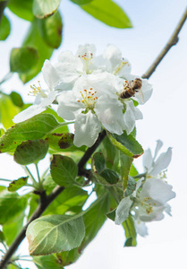 花的 盛开 植物学 特写镜头 花瓣 美女 天空 苹果 公园
