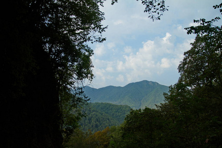 森林 天空 俄罗斯 风景 旅行 放松 夏天 旅游业