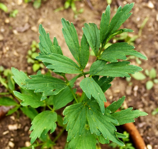 香料 蔬菜 夏天 芳香 风味 树叶 美味的 烹饪 草本植物