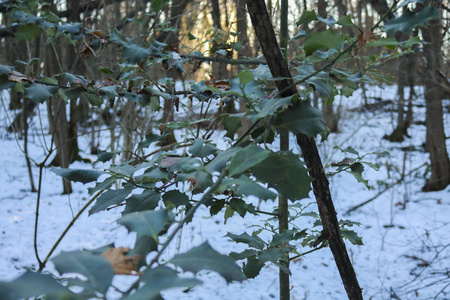 寒冷的 日落 植物 自然 风景 季节 植物区系 冬天 森林