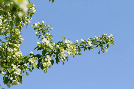 雄蕊 苹果 水果 园艺 植物区系 天空 美丽的 美女 夏天