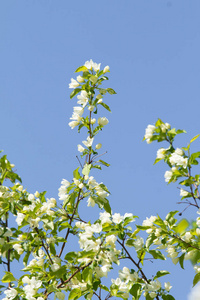 园艺 天空 季节 春天 植物区系 粉红色 苹果 开花 阳光