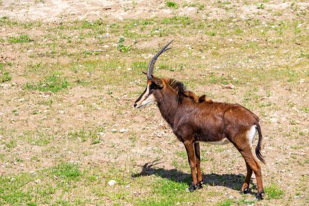 公园 游猎 荒野 自然 非洲 南方 大草原 食草动物 羚羊