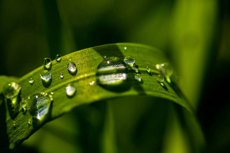 颜色 自然 纯洁 草坪 露水 特写镜头 雨滴 植物 凝结