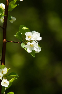 树叶 果园 美女 花瓣 天空 夏天 粉红色 季节 分支 园艺